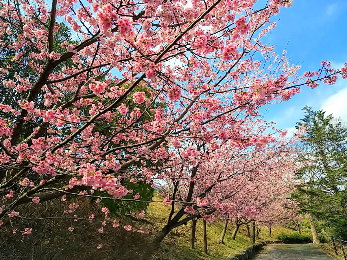 伊豆高原大寒桜