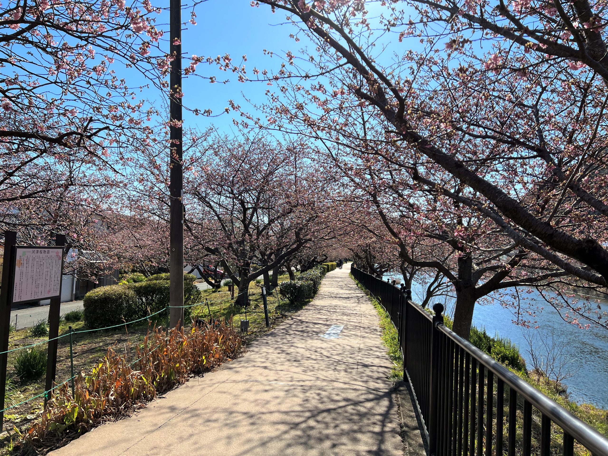 海側の河津桜はあともう少し