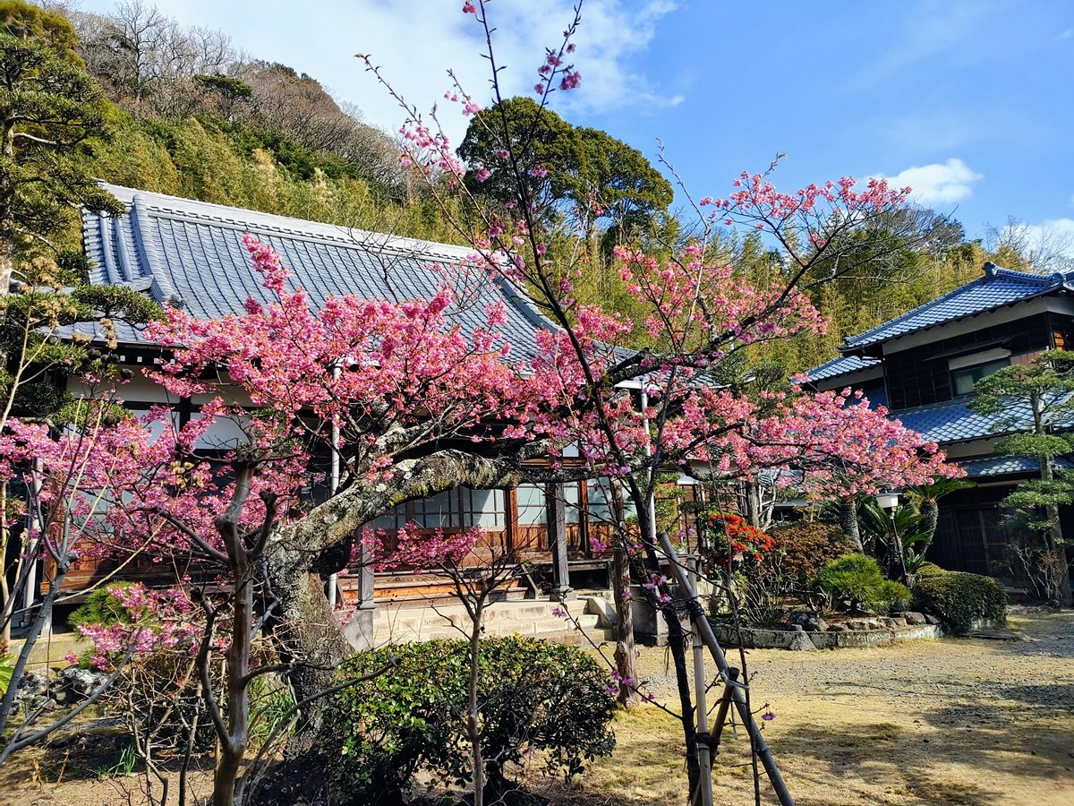 萬福寺の土肥桜