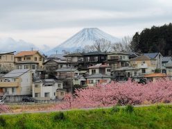 かんなみの桜と富士山